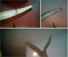 Deer Antler Repair