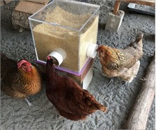 Plastic Chicken Feeder