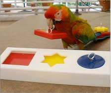 Parrot Puzzle